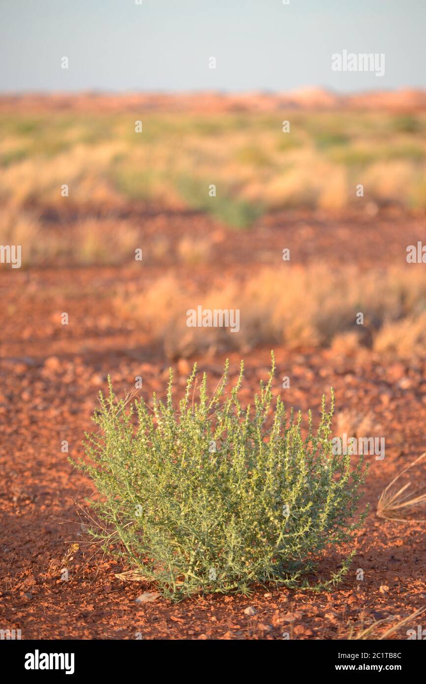 Outback landscape in Australian desert with small succulent or cactus in the red dirt at sunset near Coober Pedy Stock Photo