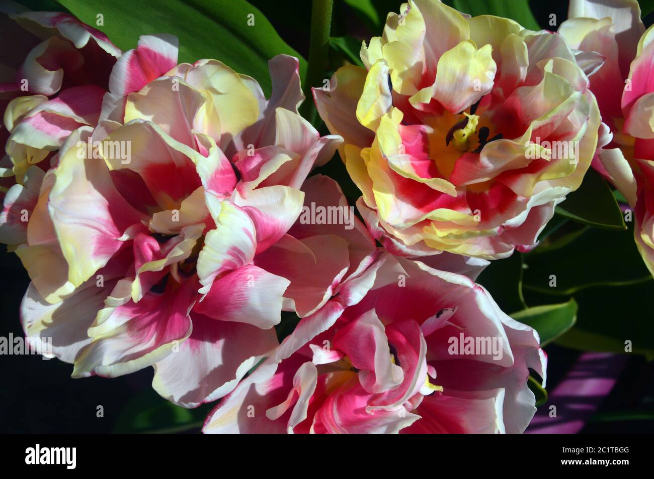 Pink White Tulipa Wirosa A Double Late Peony Flowered Tulip Grown In A English Border Stock Photo Alamy