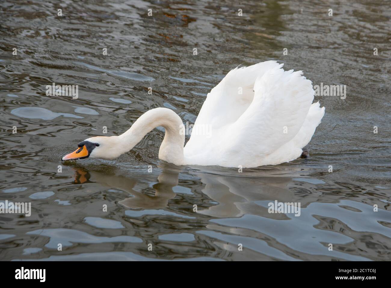 White swan swimming in the lake Stock Photo - Alamy