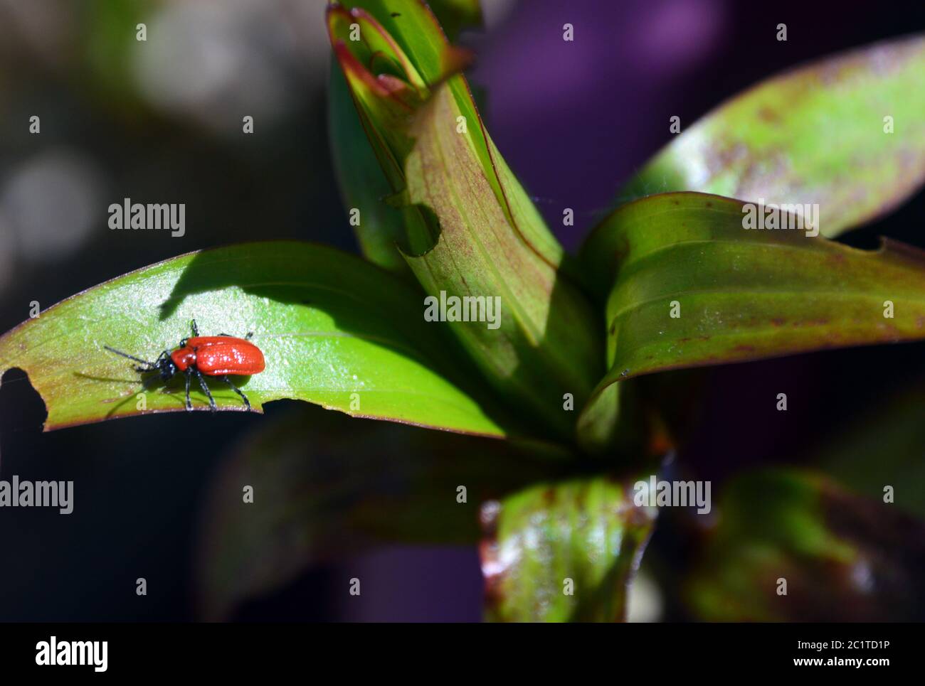 Scarlet Lily Beetle 'Lilioceris lilii' (red lily beetle/lily leaf