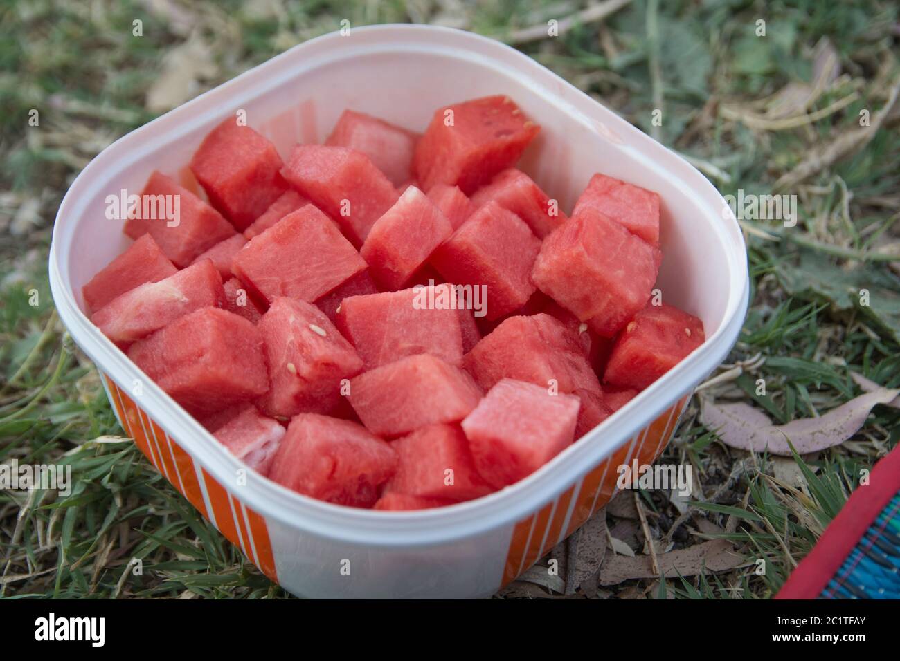 Top view of Watermelon (Citrullus lanatus) fruit cubes, in a plastic ...