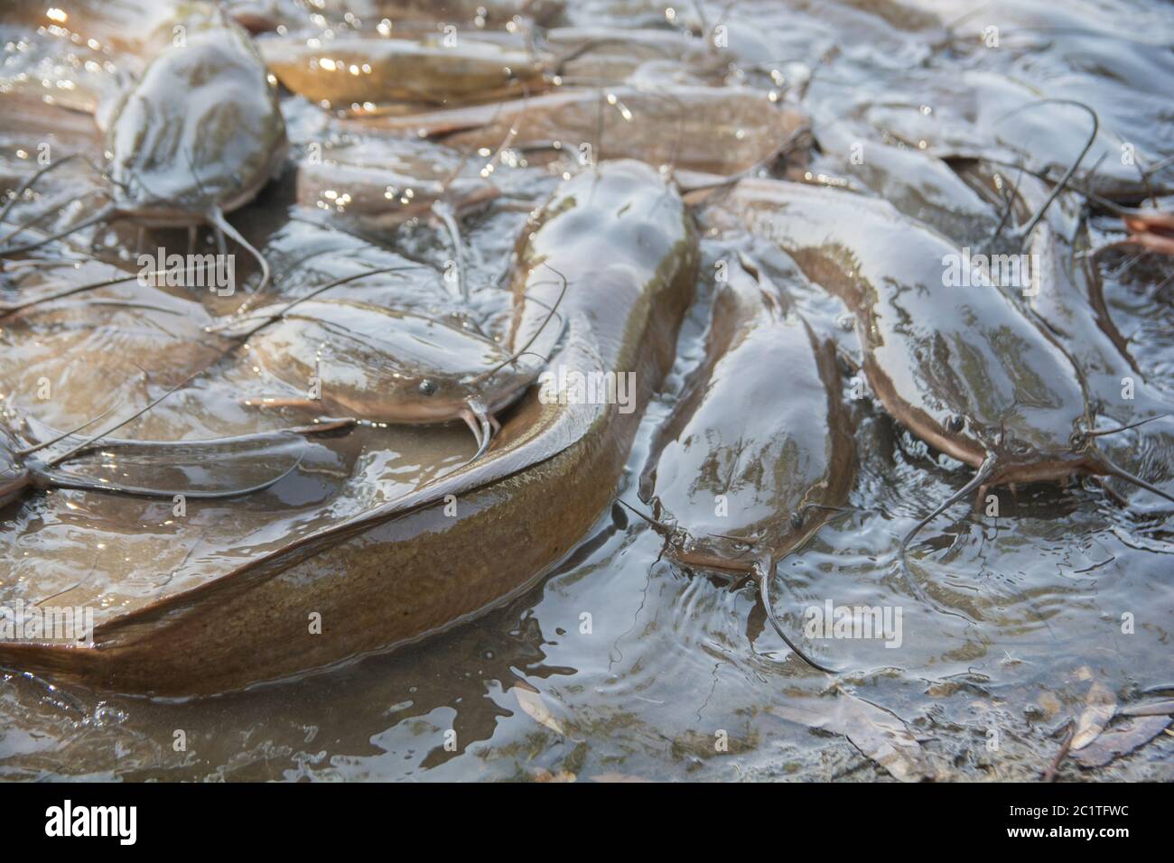 Group of African Sharptooth Catfish (Clarias gariepinus) Stock Photo