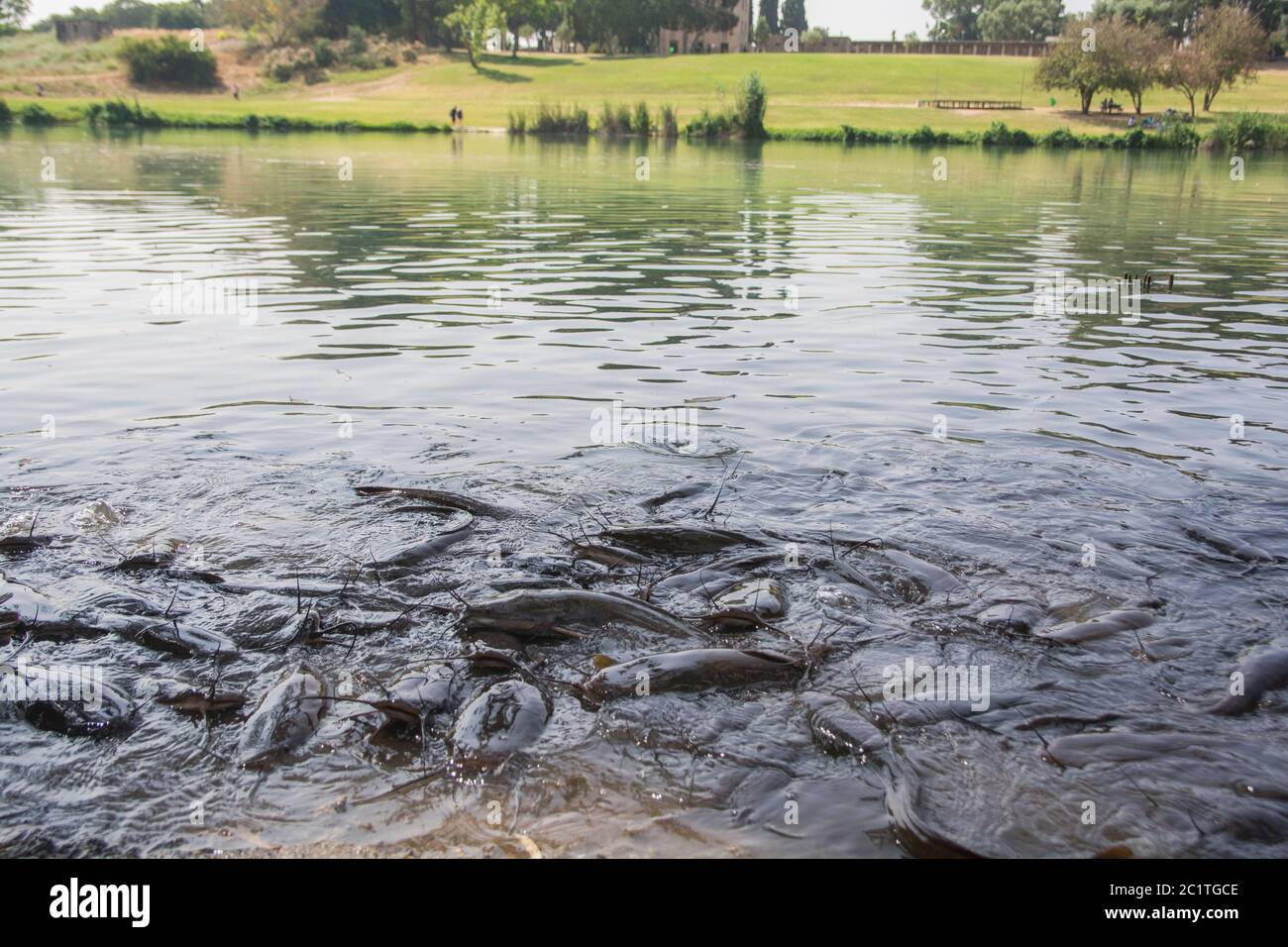 Group of African Sharptooth Catfish (Clarias gariepinus) swimming together in a park's lake Stock Photo