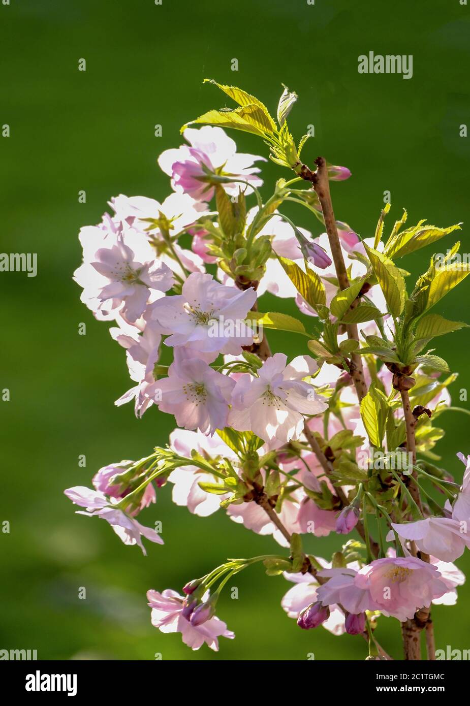 Japanese flowering cherry (Prunus serrulata) Stock Photo