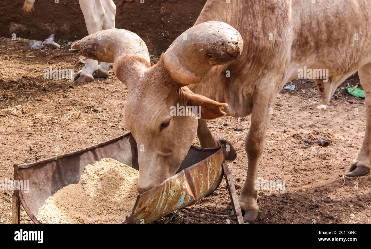 Portrait of ankole-watusi bighorned bull, Niamey, Niger Stock Photo