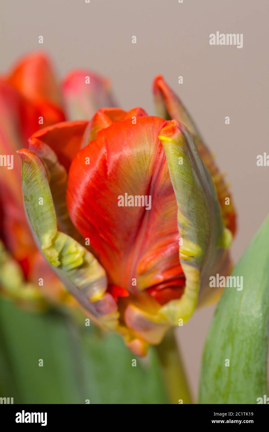 Tulip tulip flower hi-res stock photography and images - Alamy