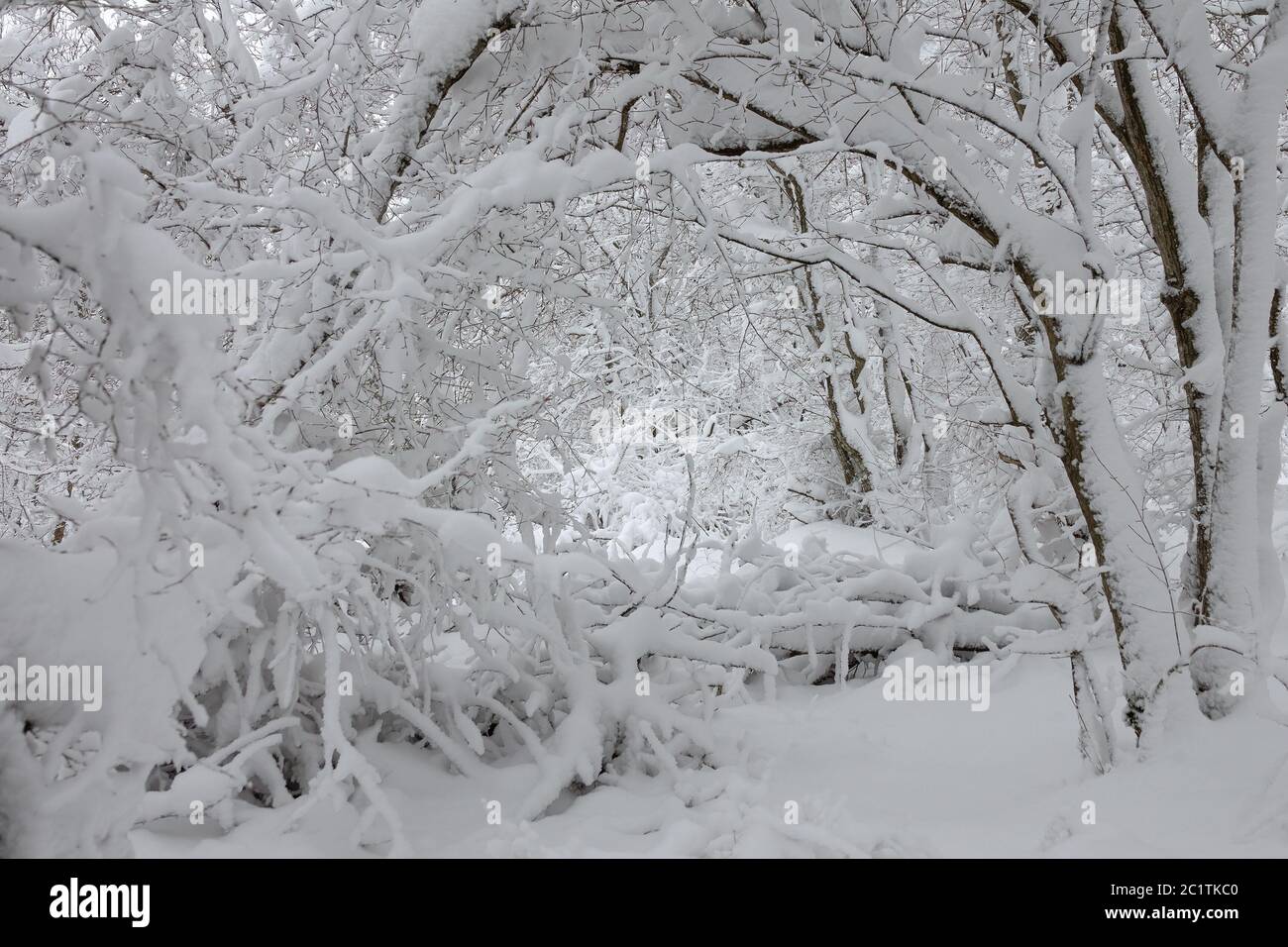 snow covered branches in winter forest Stock Photo