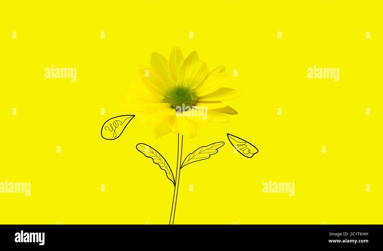 Yellow marguerite flower with yes and no petals illustration Stock