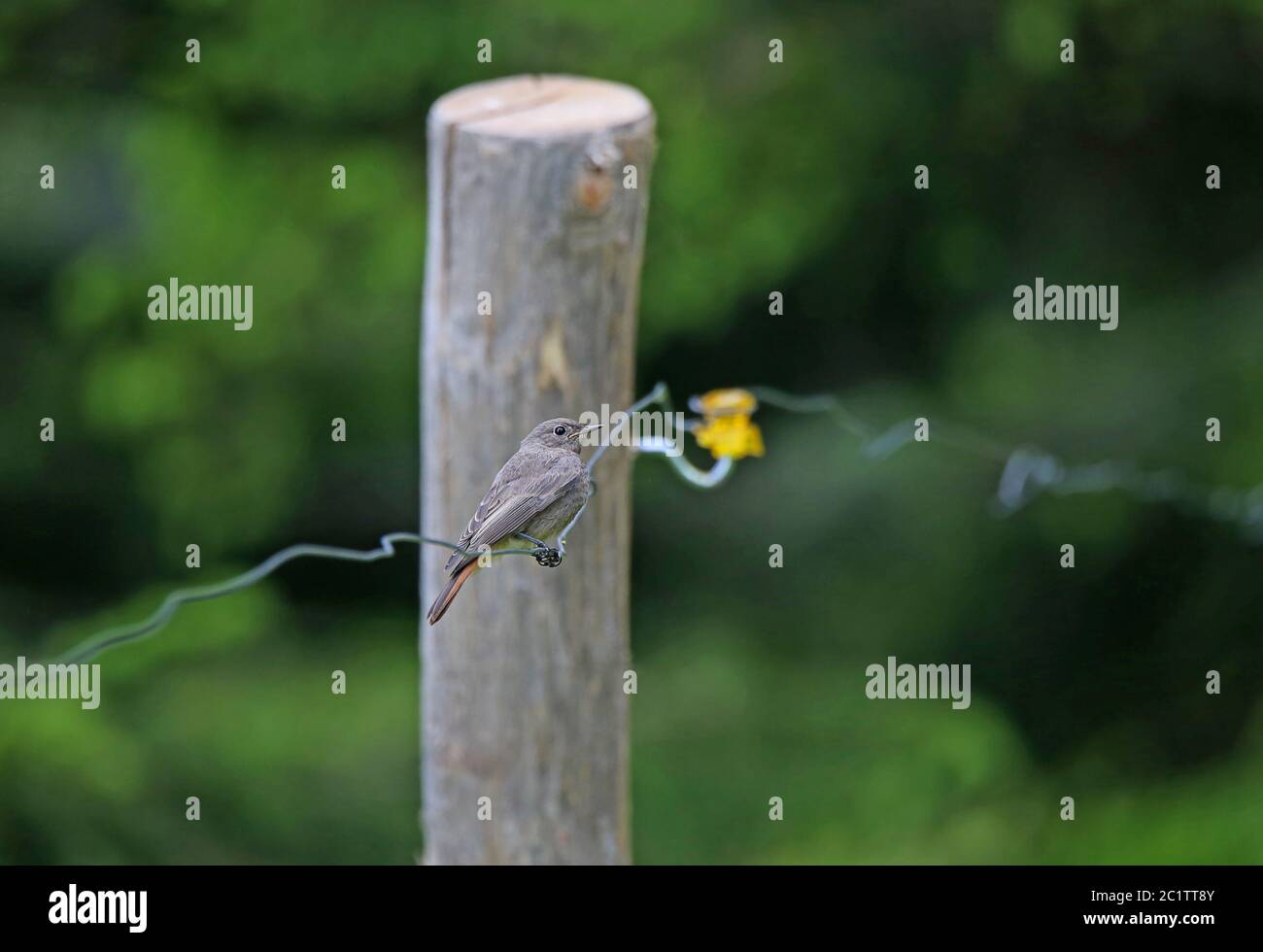 House redtail Phoenicurus ochruros on wire from the grazing fence Stock Photo