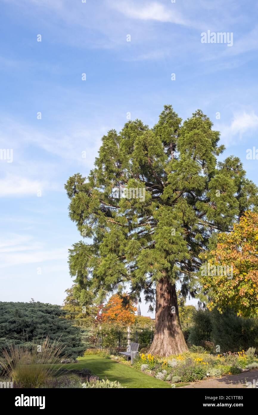 Giant sequoia (Sequoiadendron giganteum) Stock Photo