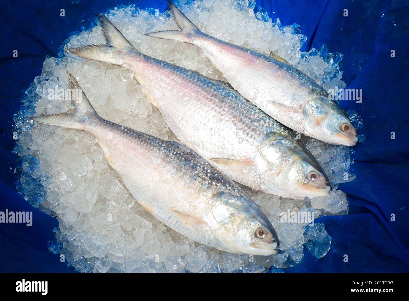 3 pis Hilsa Fish. Stock Photo