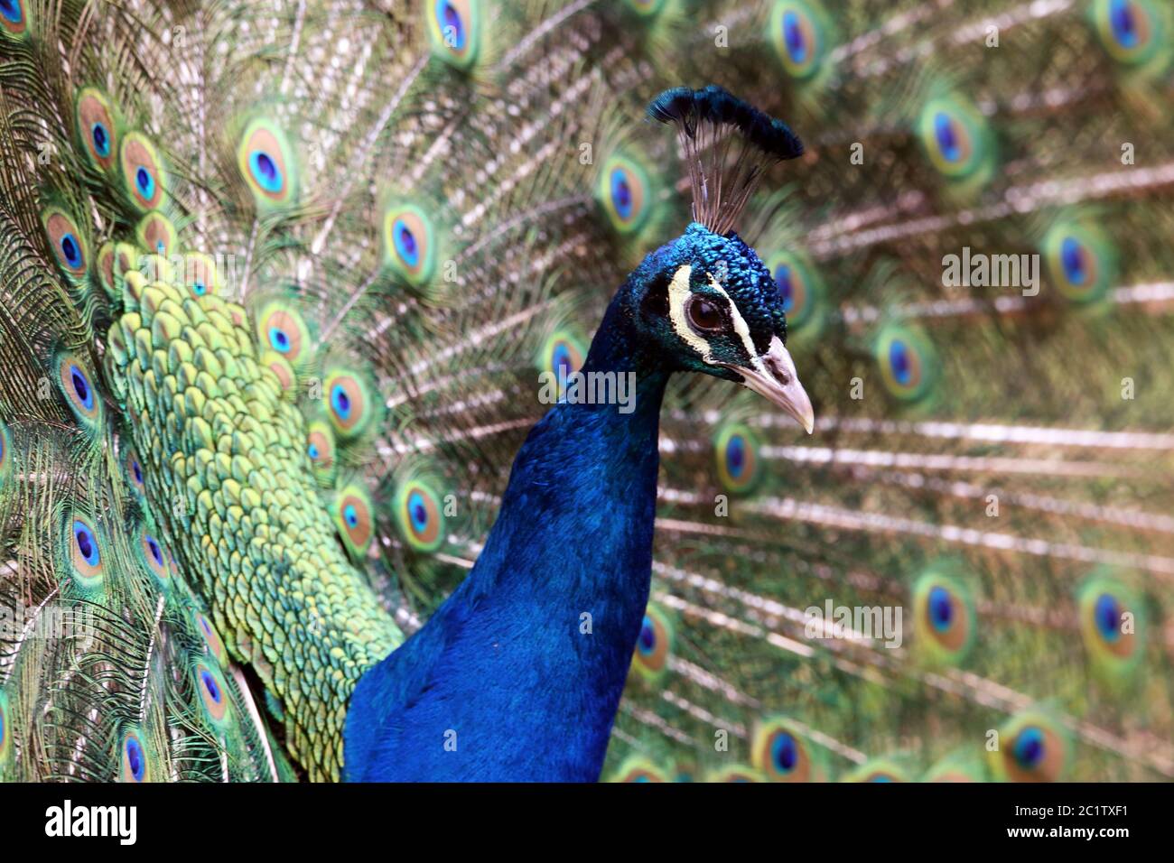 Blue Peacock Pavo cristatus with Jewelry Feathers Stock Photo