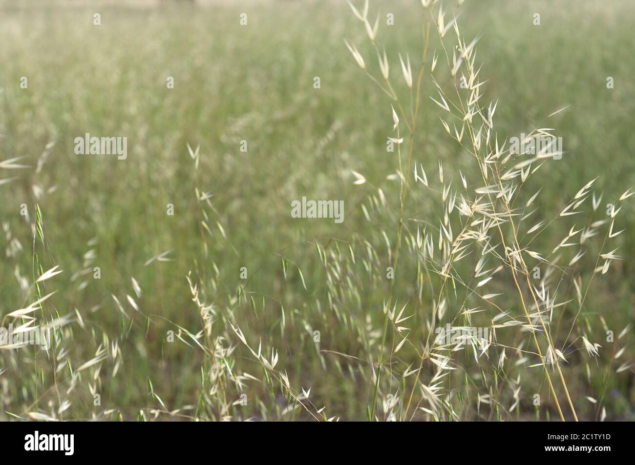 Avena sativa for backgrounds and education Stock Photo