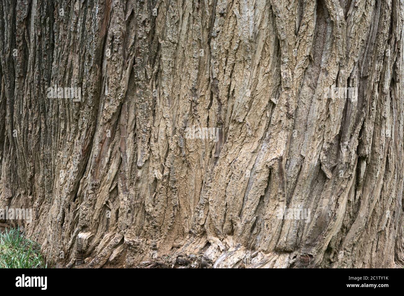 Tree trunk for nature backgrounds and textures Stock Photo - Alamy