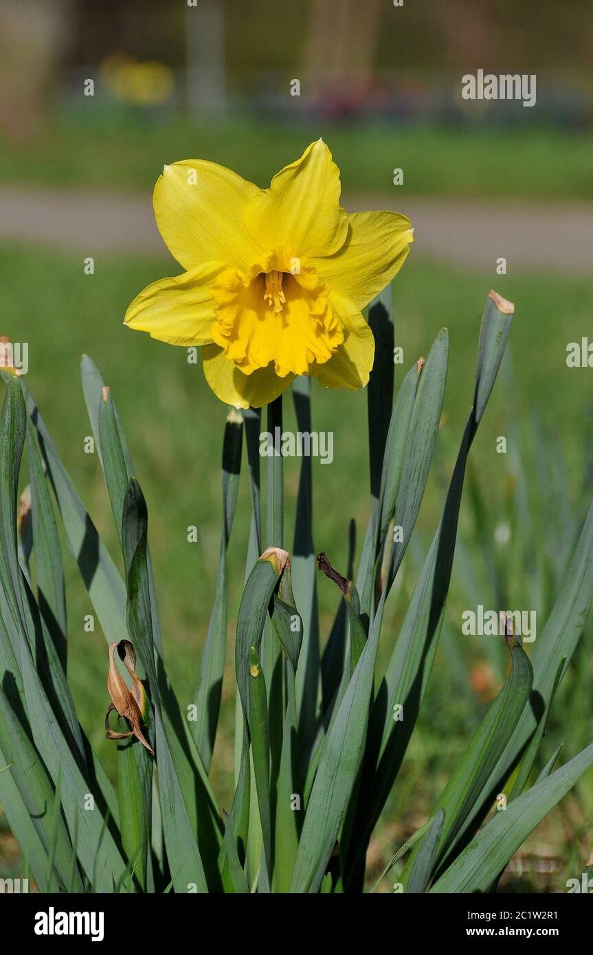easter bell blossom Stock Photo Alamy
