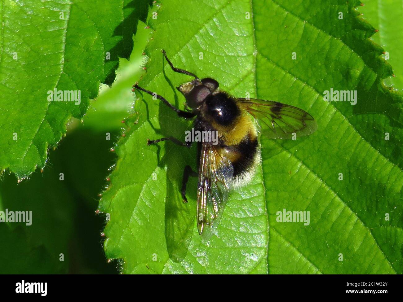 Hoverfly, imitating a bumblebee, Volucella bombylans, mimicry Stock Photo