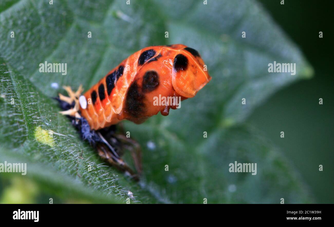 Asian ladybeetle, erected pupa on a stinging nettle leaf Stock Photo