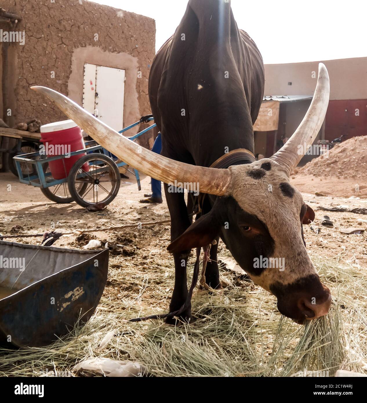 Portrait of ankole-watusi bighorned bull, Agadez cattle market, Niger Stock Photo