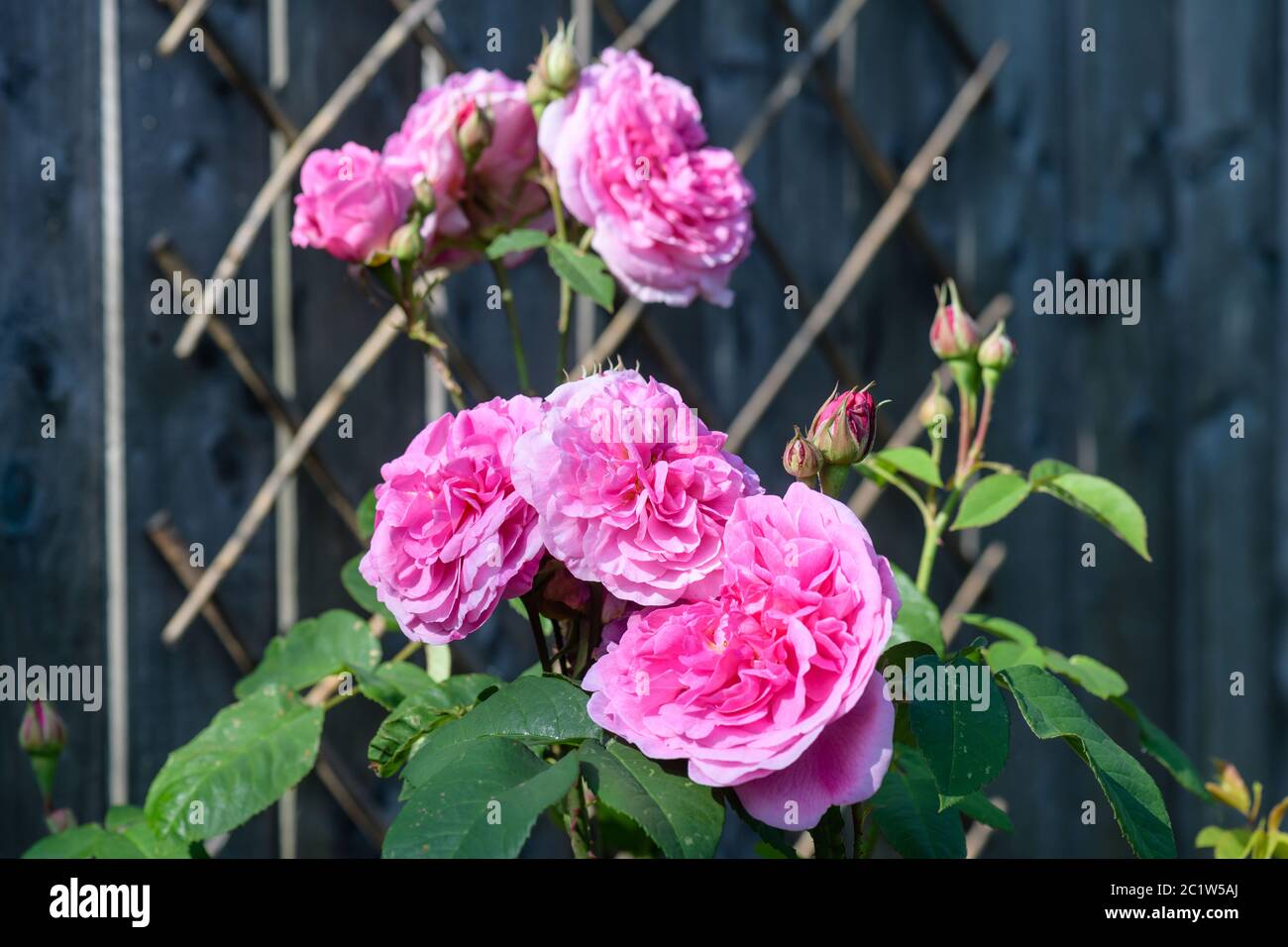 Gertrude Jekyll Rose Stock Photo Alamy