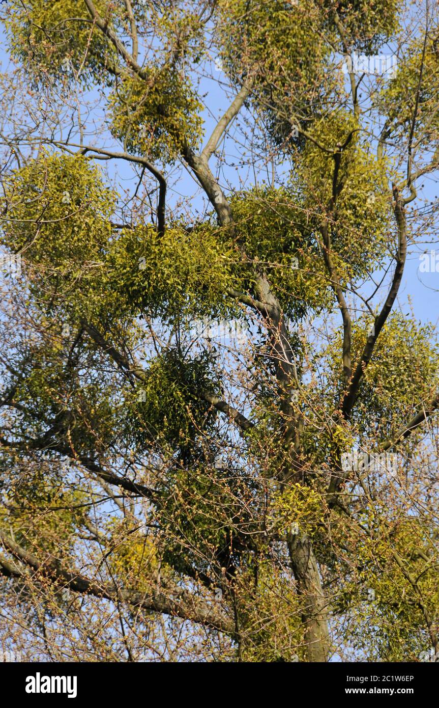 tree with mistletoe Stock Photo