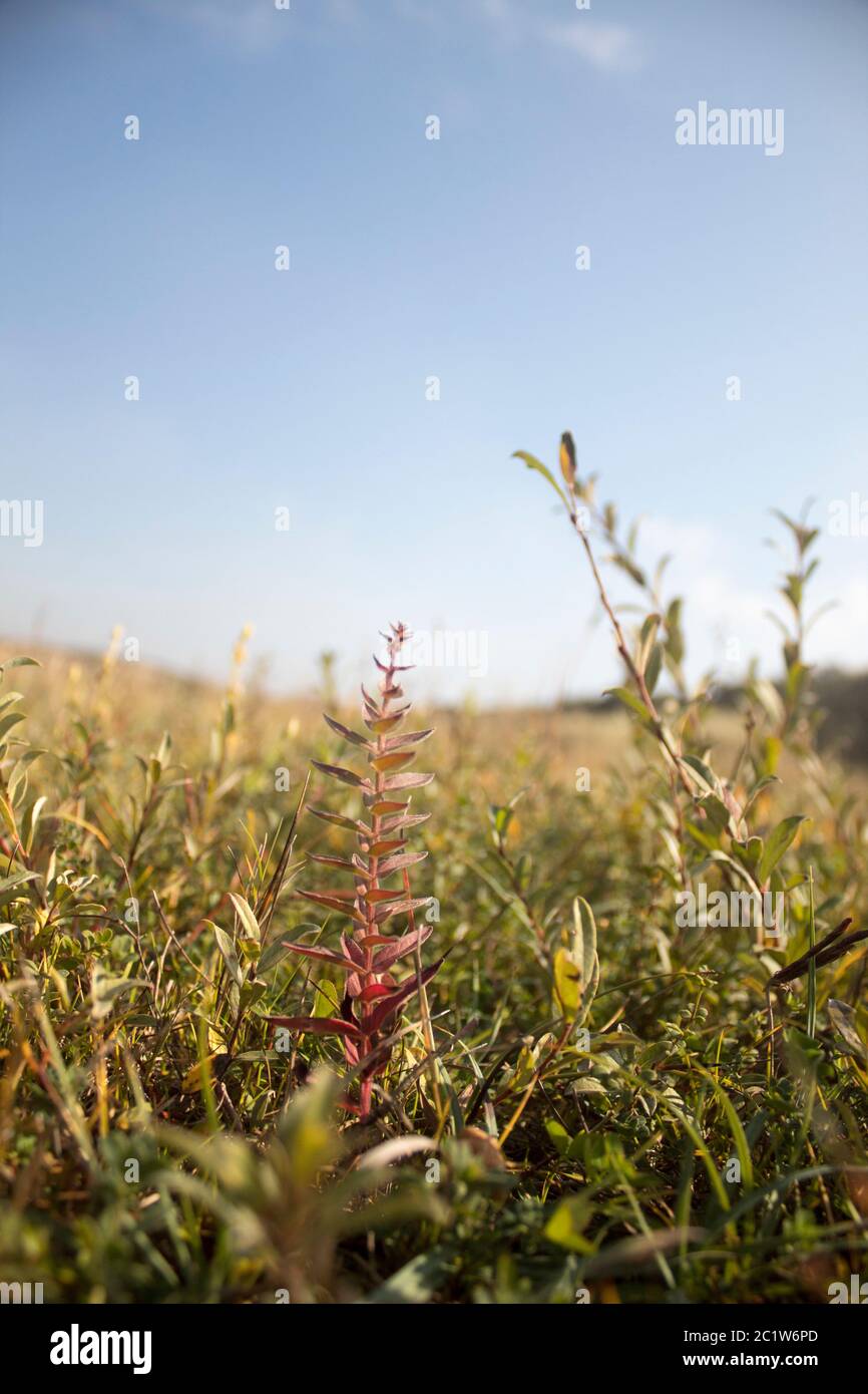 Close up of grass with one red discolored one right in the middle Stock Photo