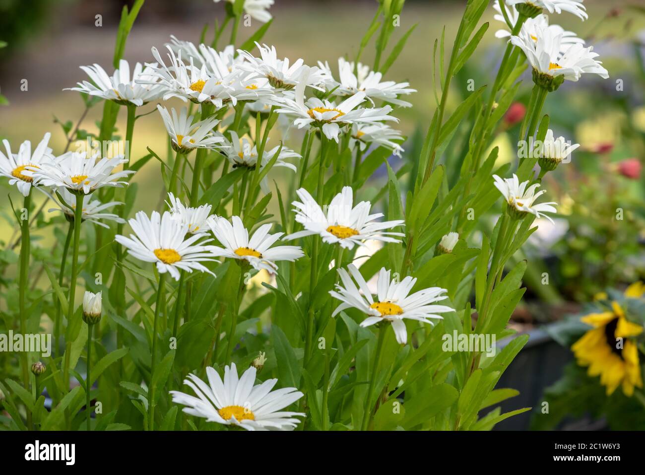 Marguerite leaves hires stock photography and images Alamy