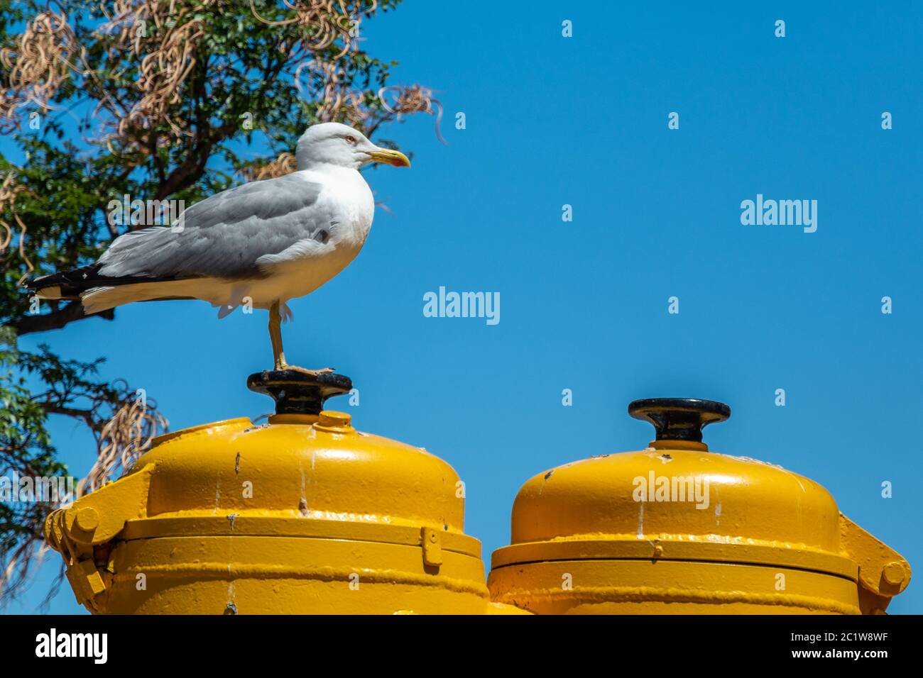 A seagull on top of the Yellow submarine of the Oceanographic institute of Monaco. Stock Photo