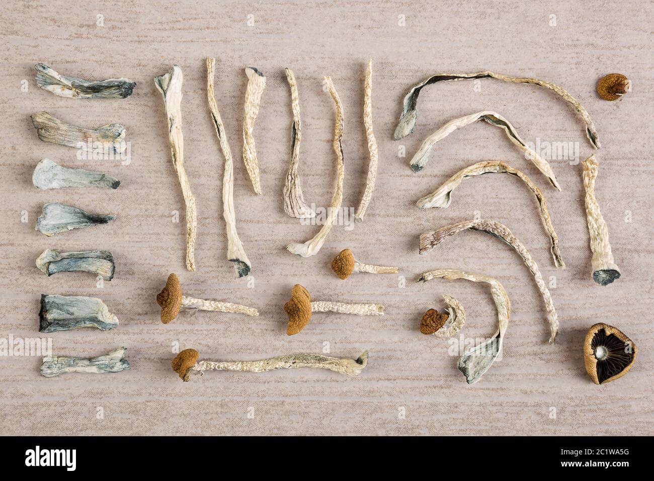 Dry magic mushrooms. Stock Photo