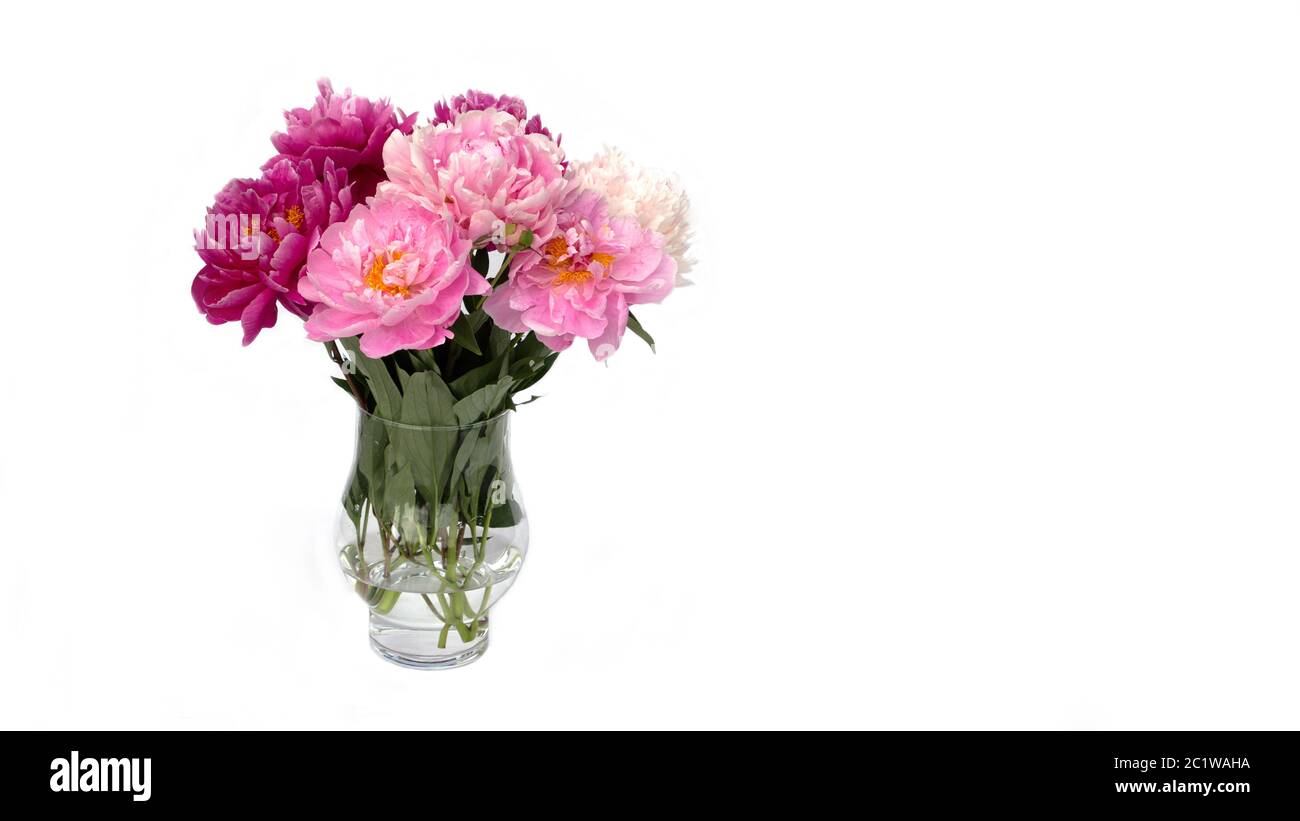 Bouquet of white and pink peonies in the vase isolated on white Stock ...