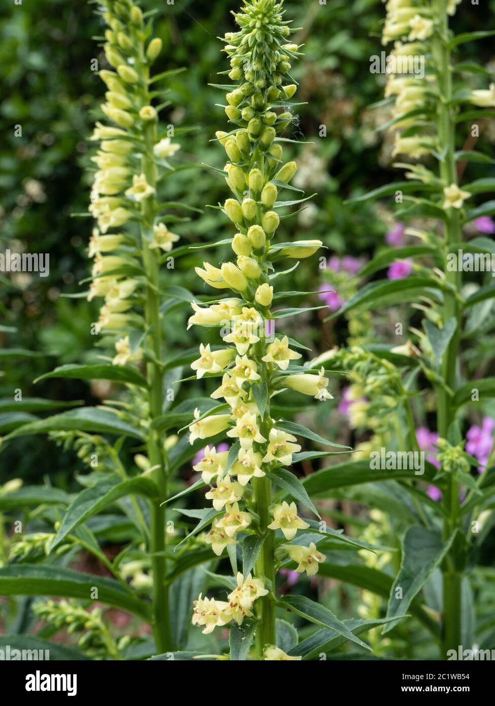 A group of the tall thin flower spikes if Digitalis ciliata Stock Photo