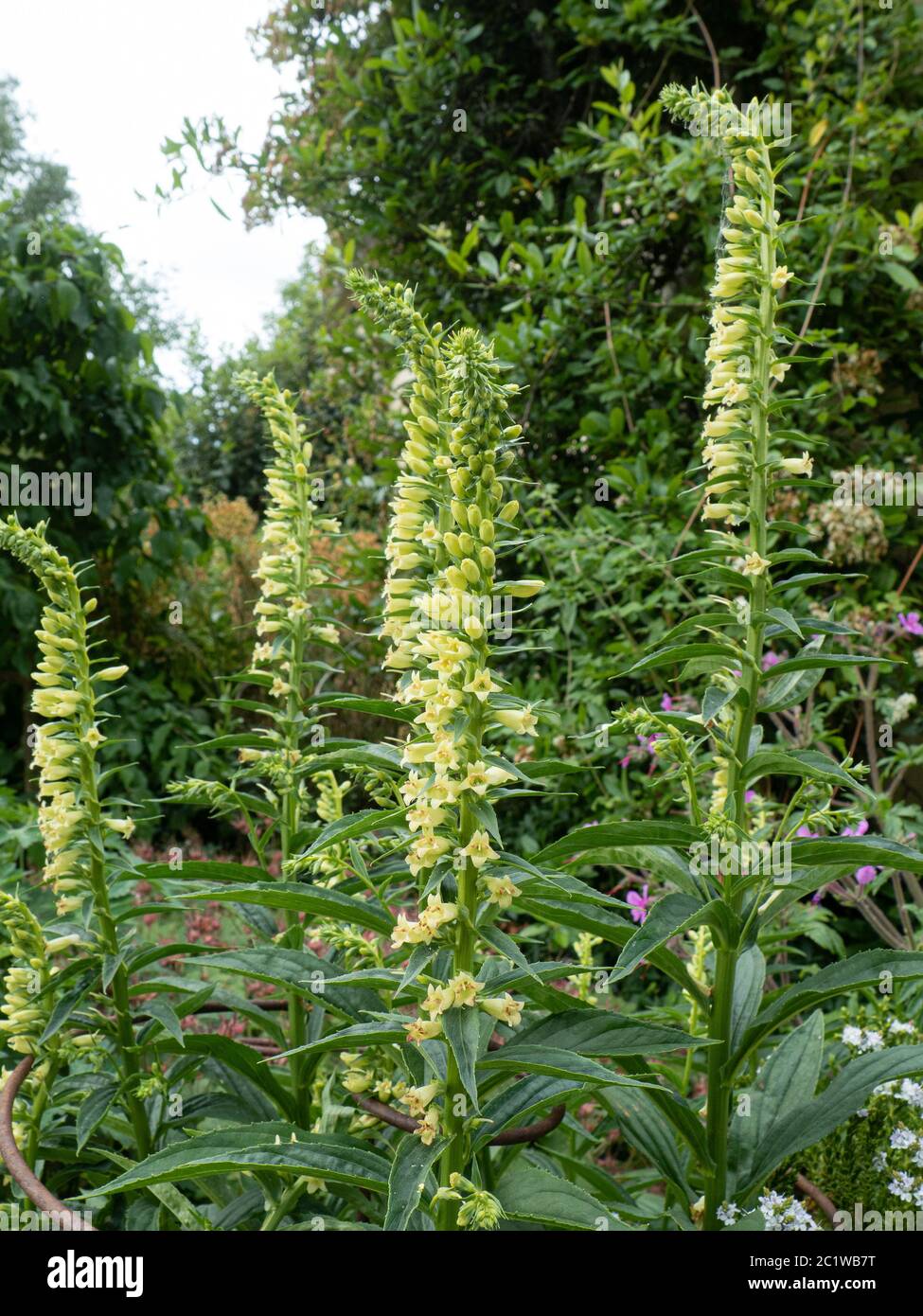 A group of the tall thin flower spikes if Digitalis ciliata Stock Photo