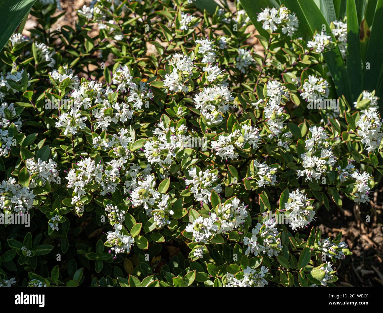 A plant of Hebe decumbens covered in short white flower spikes Stock Photo