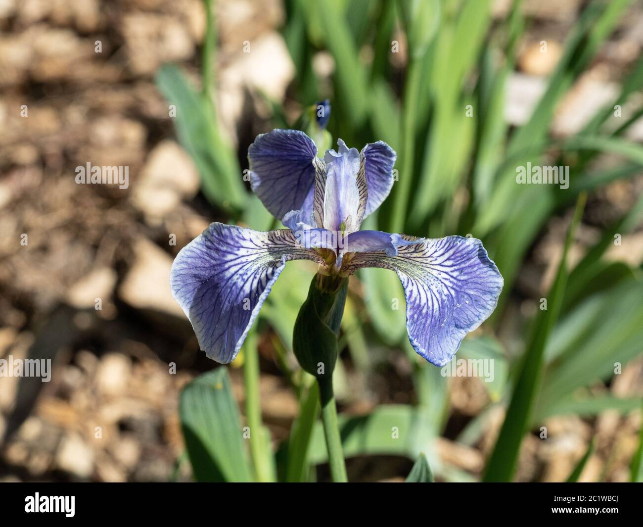 A single light blue delicately veined flower of Iris douglasiana Stock Photo