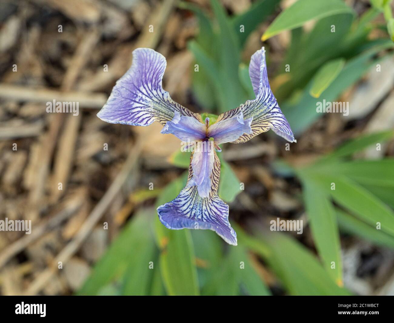 A single light blue delicately veined flower of Iris douglasiana Stock Photo