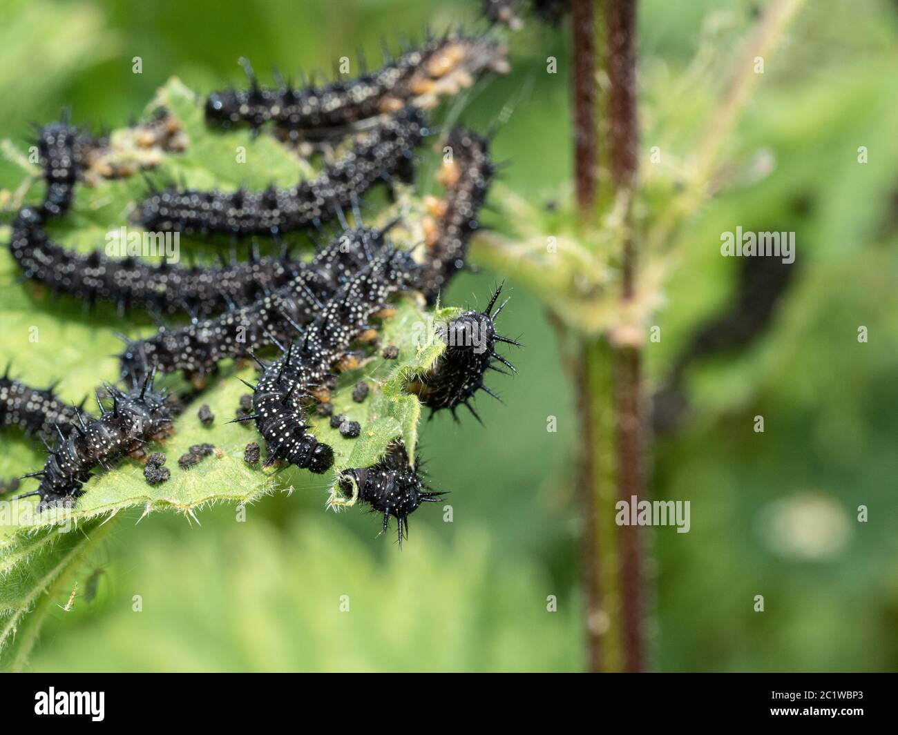 A close up of a group of young peacock butterfly caterpillars feeding on stinging nettle leaves Stock Photo