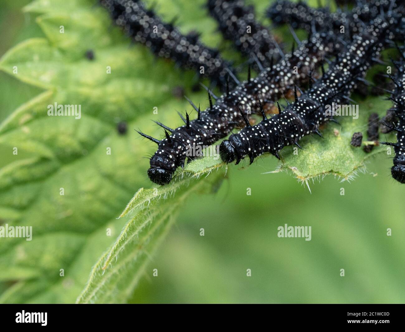 A close up of a group of young peacock butterfly caterpillars feeding on stinging nettle leaves Stock Photo