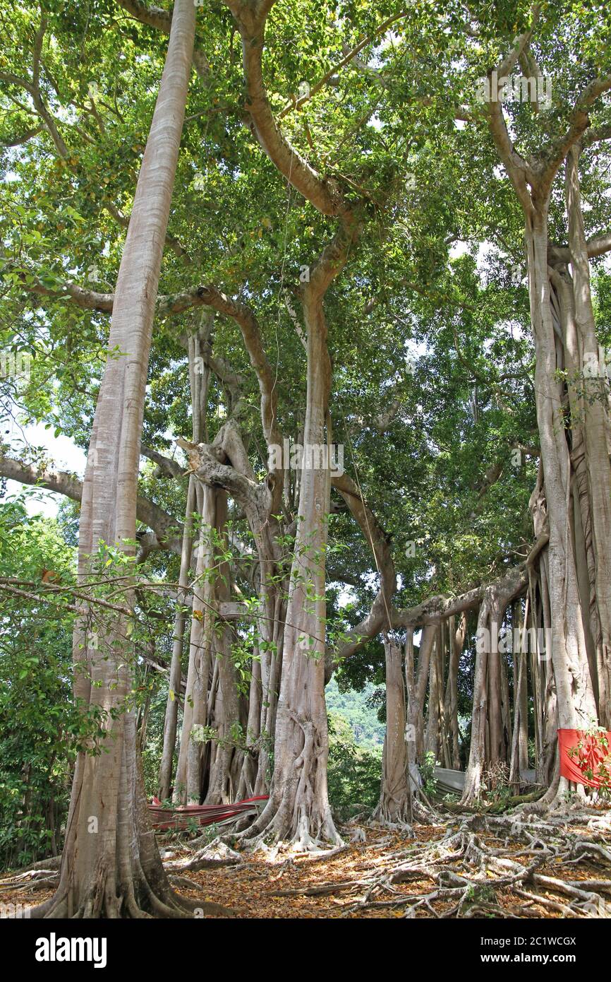 Sacred banyan tree in banyan forest, (Ficus Urostigma), Andoany/Hell-Ville City, Nosy Be, Madagascar. Stock Photo