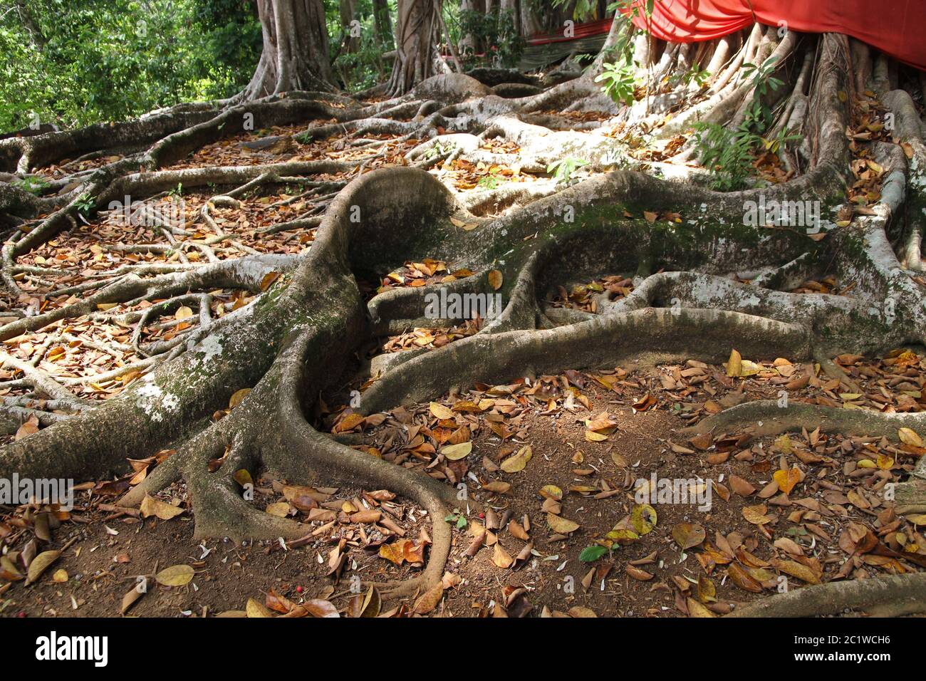 Sacred banyan tree roots in banyan forest, (Ficus Urostigma), Andoany/Hell-Ville City, Nosy Be, Madagascar. Stock Photo