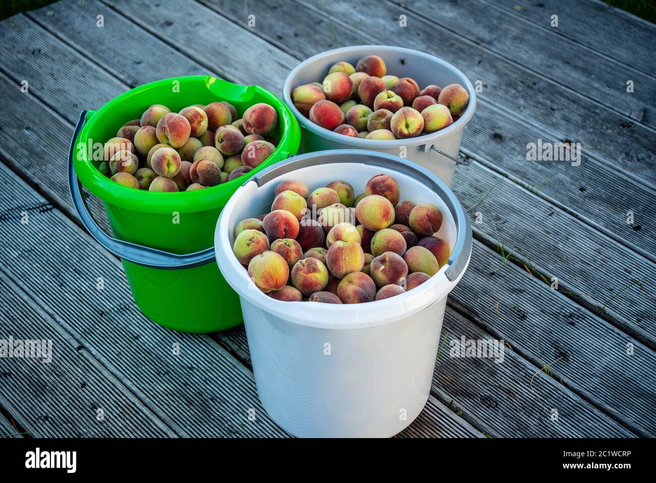 Buckets with freshly picked peaches in a garden Stock Photo