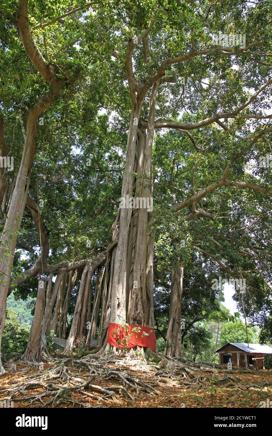Sacred banyan tree in banyan forest, (Ficus Urostigma), Andoany/Hell-Ville City, Nosy Be, Madagascar. Stock Photo