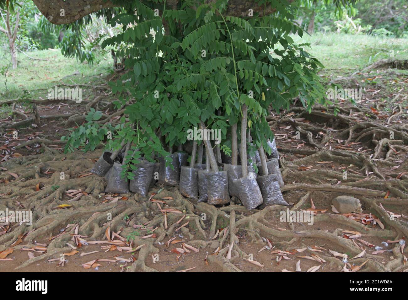 Banyan tree seedlings for sale, banyan tree forest, Andoany/Hell-Ville City, Nosy Be, Madagascar. Stock Photo