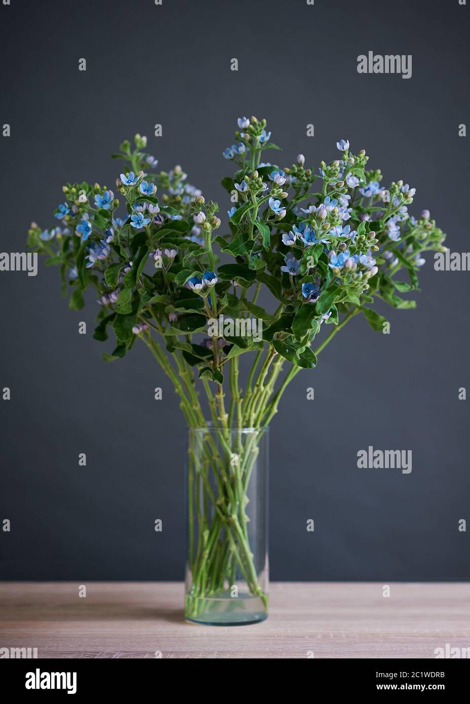 Beautiful bouquet of blue flowers in a transparent glass vase. Stock Photo
