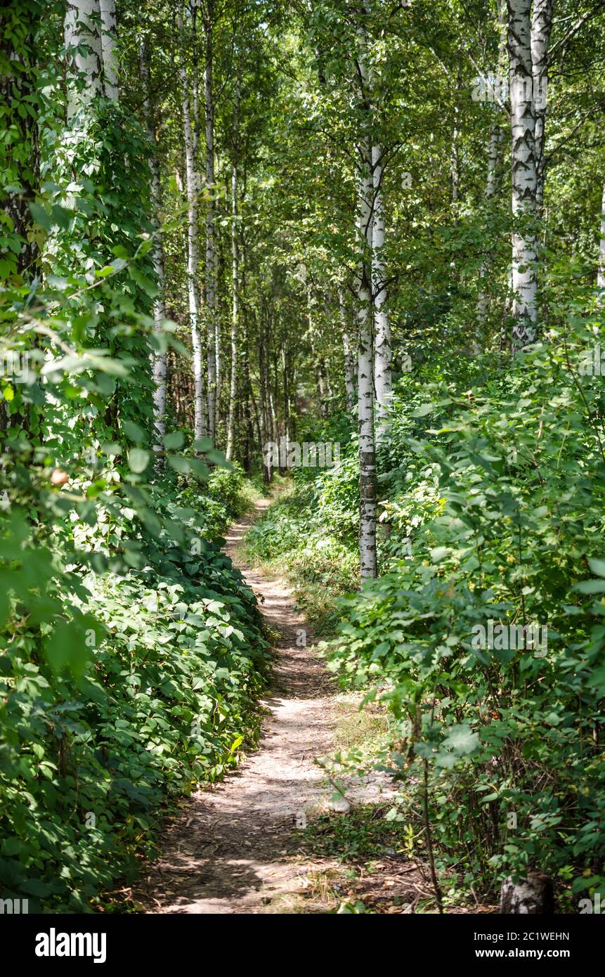 Footpath in summer forest Stock Photo