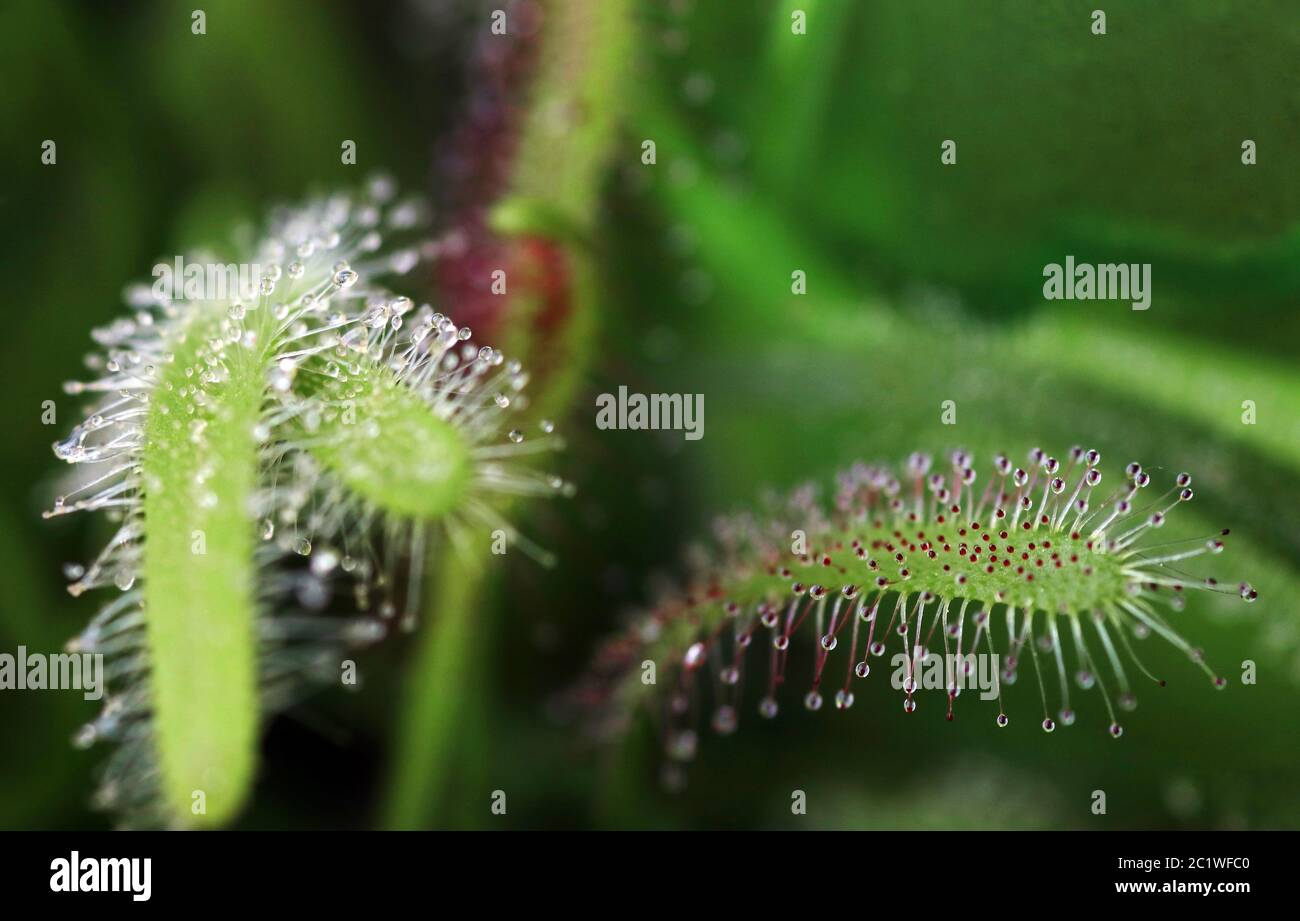 The sundew catches insects with its sticky droplets. The sundew belongs to the carnivores. Stock Photo