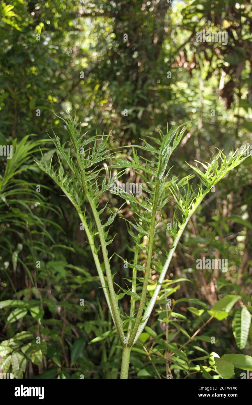 Young and unidentified plant in rainforest, Nosy Komba Island, Madagascar. Stock Photo