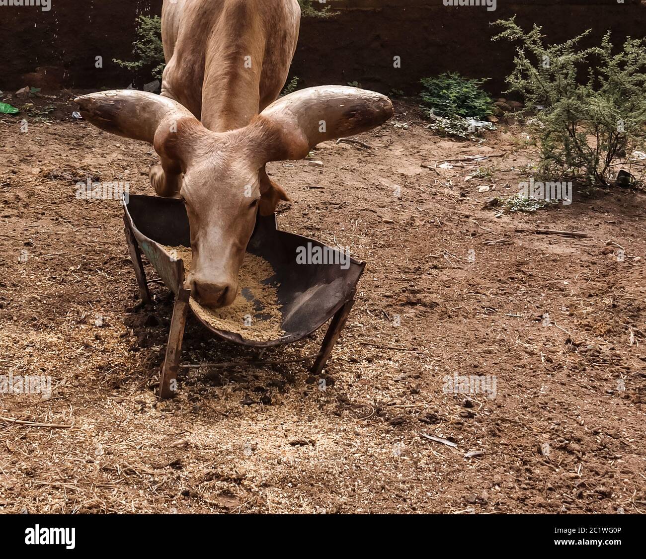 Portrait of ankole-watusi bighorned bull, Niamey, Niger Stock Photo
