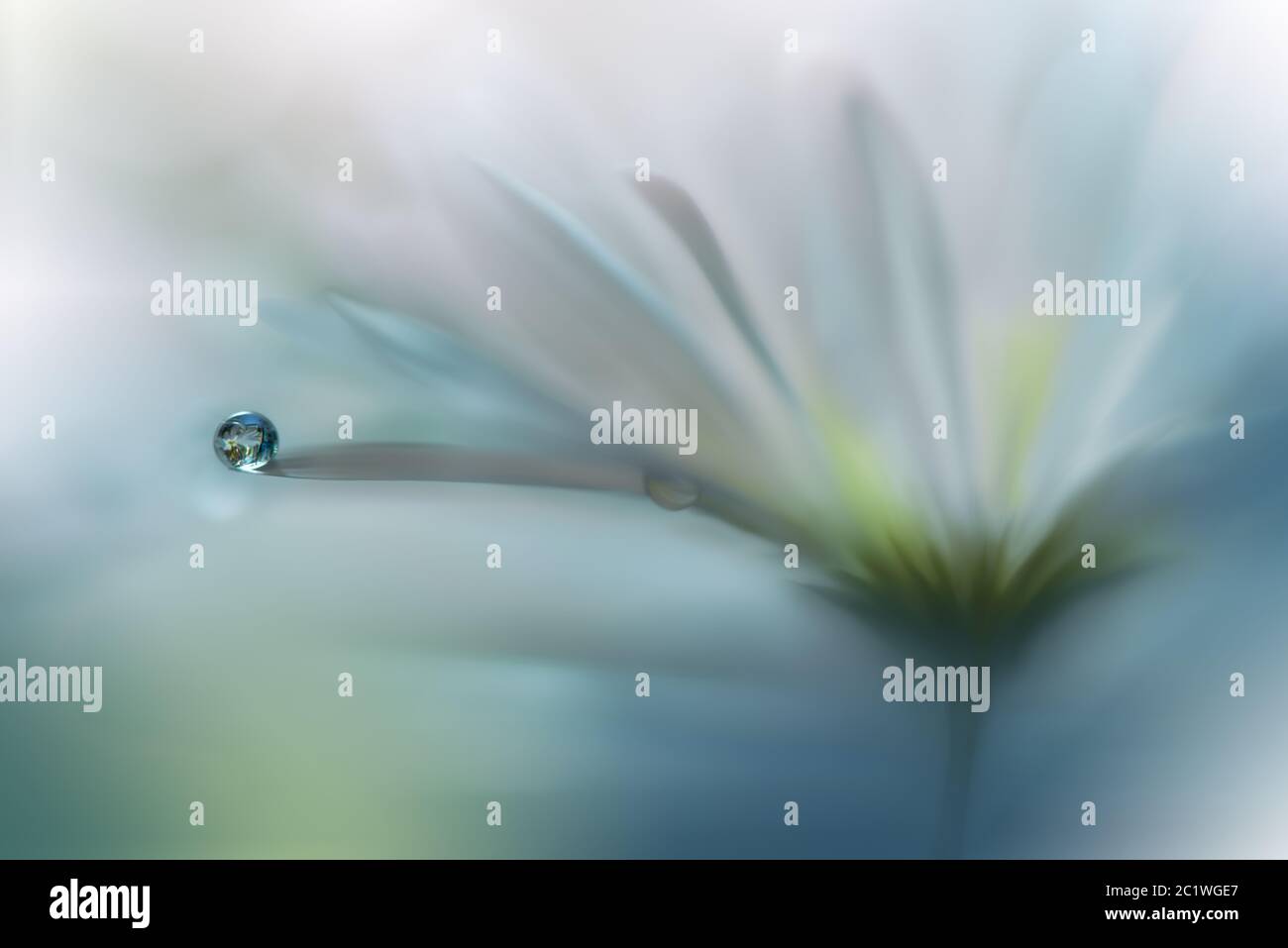 Beautiful Nature Background.Colorful Artistic Wallpaper.Natural Macro Photography.Beauty in Nature.Creative Floral Art.Tranquil nature closeup view.Blurred space for your text.Abstract Spring Flowers.Water drop,droplet. Stock Photo