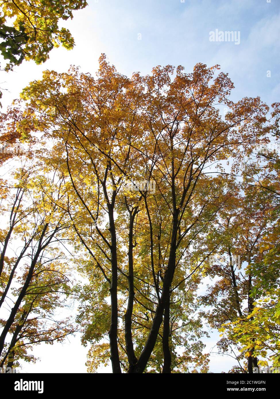 Deciduous trees with typical leaf coloring in autumn Stock Photo