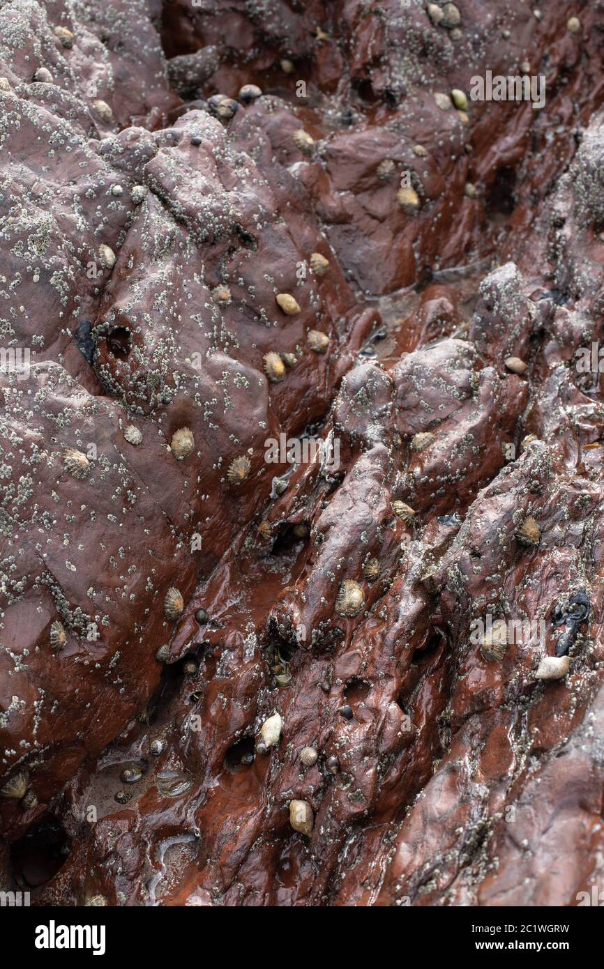 Common Limpets on a Tidal Rock (Patella vulgate) Stock Photo