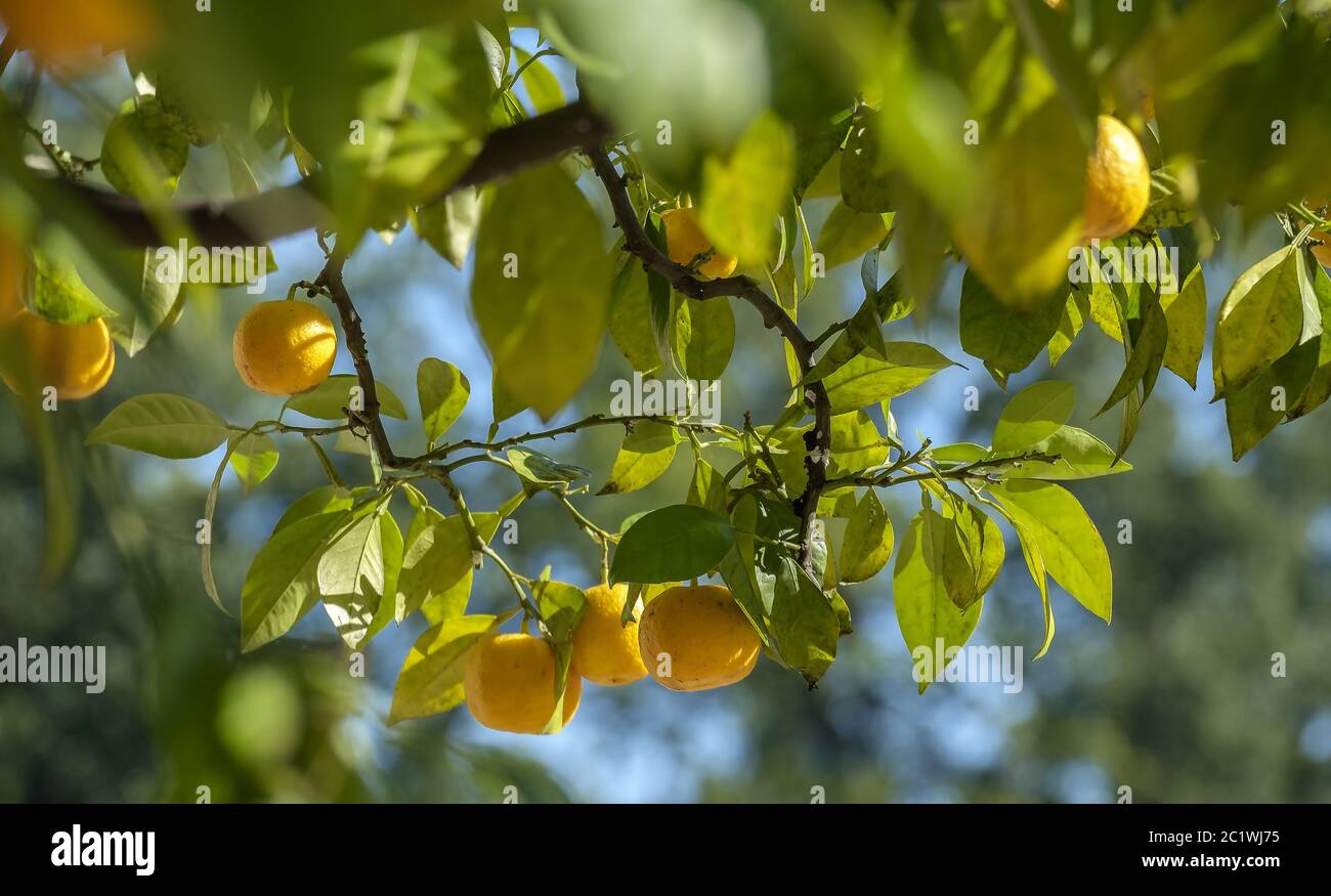 Ka belpflanze hires stock photography and images Alamy